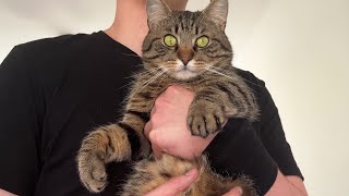 Sweet Tabby Kneads Air During Belly Rubs