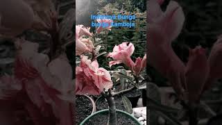 Download Lagu Bunga yang indah // berbagai jenis bunga kamboja MP3