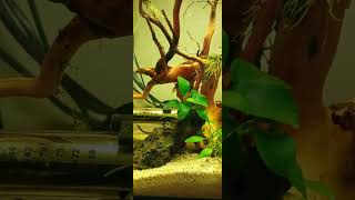 ¿Sabías que las gambas tienen hemolinfa? #gambas #aquarium #acuariofilia #neocaridina #aquabiolab