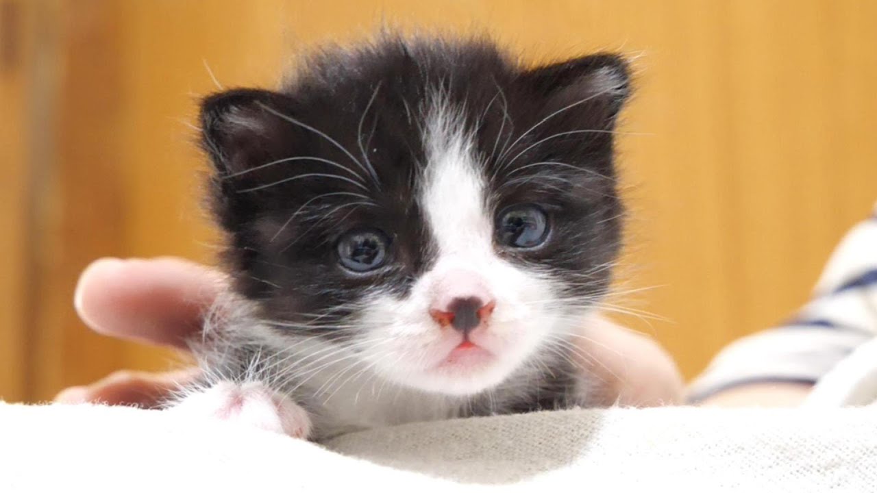 このカワイイ子猫がこのあと大変な事になります。ゆめちこまとめ７【赤ちゃん猫　保護猫】