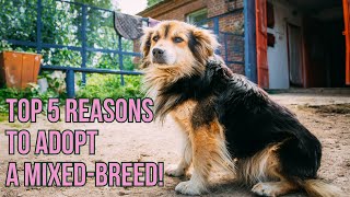 Top 5 Benefits of Owning a Mixed-Breed Dog | Why Mutts Make the Best Pets 🐾🐶