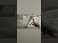 #shorts de_ancient m0NESY smoke? #cs2 #cs2overpass #counterstrike2 #counterstrike #cs2faceit #gaming