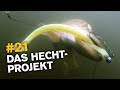 200 Hechte in 2 Monaten 👉 das Hechtprojekt 🎣🔥