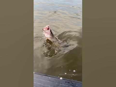 Красиво ушла 🎣 - YouTube