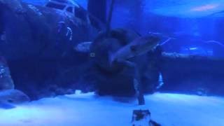 Аквариум Анталия Турция - Затонувший самолет | The sunken plane Аквариум Анталия Турция - Затонувший самолет | The sunken plane