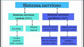 Sistema nervioso