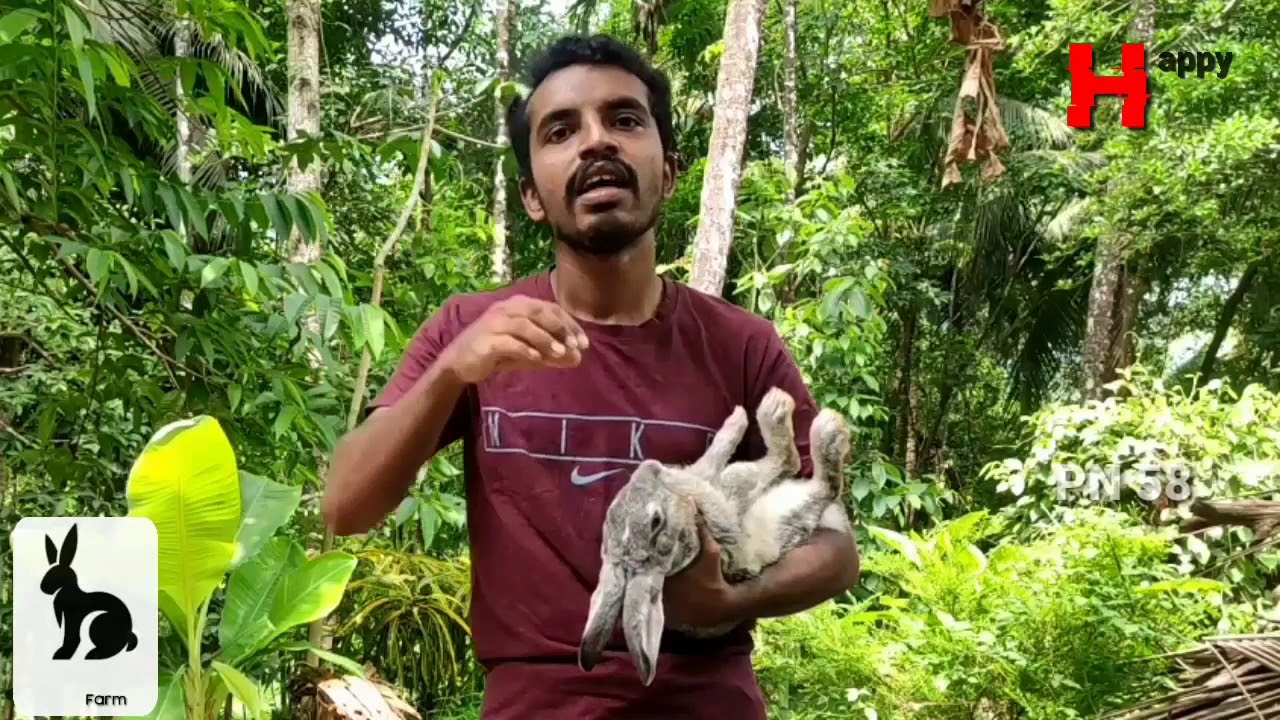 Rabbit farming Kerala:.#മുയൽ കൃഷി എങ്ങനെ ലാഭകരമാക്കാം#ഫാമിംഗ് വിശേഷങ്ങ ...