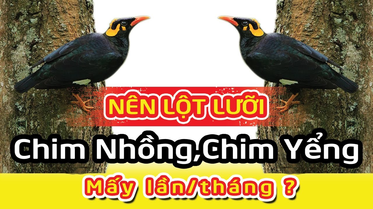 Nên Lột Lưỡi Chim Nhồng,Chim Yểng Mấy Lần/ Tháng ? | Nhà Nông Phú Nguyễn