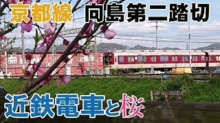 近鉄電車と桜「向島第二踏切」（2019/04/11）