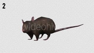 Rat Looped | Motion Graphics - Envato elements