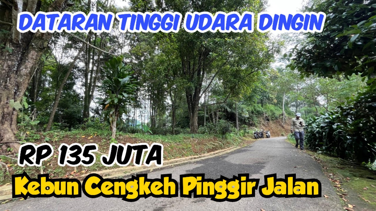 Jual Murah Tanah Kebun Cengkeh Pinggir Jalan Udara Dingin Pedesaan Luas 356 m2 Rp 135 Juta