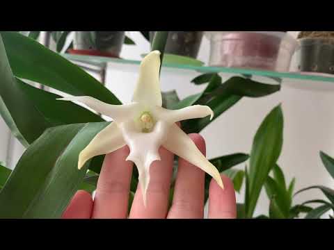 Angraecum sesquipedale( Ангрекум полуторафутовый)