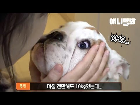 자기 몸무게 듣고 깜짝 놀란 강아지ㅋㅋ ㅣ <strong>Dog</strong> Freaks <strong>Out</strong> After He Heard His Weight