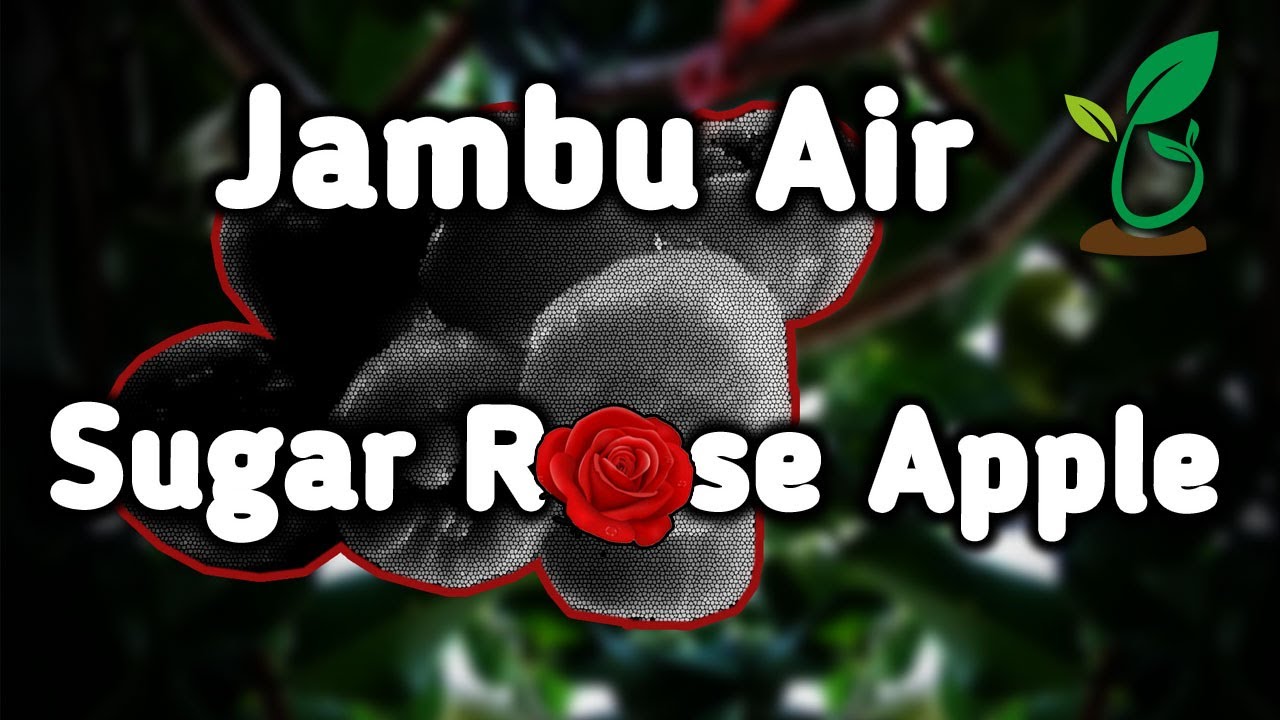 Jambu Air Sugar Rose Apple (SRA) Belajar Berbuah