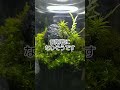 ＃山で採取した苔達　＃溶岩石　＃苔テラリウム