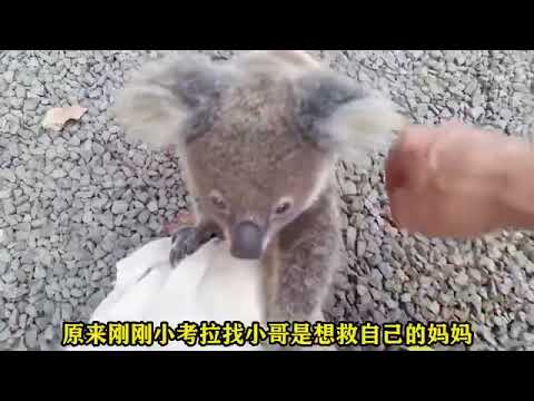 小無尾熊救媽媽