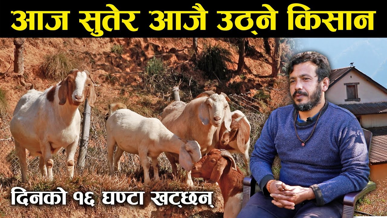 बंगलादेश र भुटानमा बाख्रा निर्यात गर्दै आएका त्रिभुवन - Goat export to Bangladesh and Bhutan