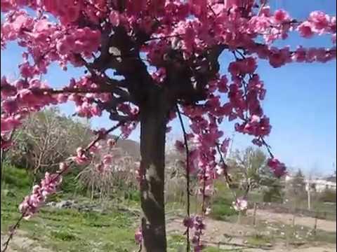 Čerešňa pílkatá Kiku Shidare (previsnutá sakura) Prunus serrulata Kiku-Shidare-s