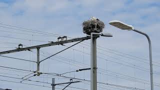 20190705 2 Blijdorp Ooievaar met twee jongen