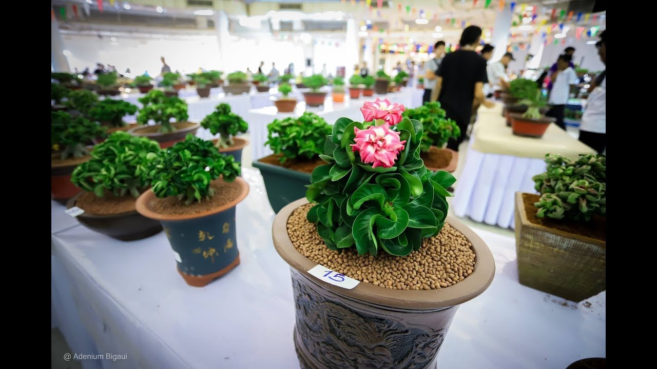 งานประกวดที่บางเซ็นทรัลบางนา 