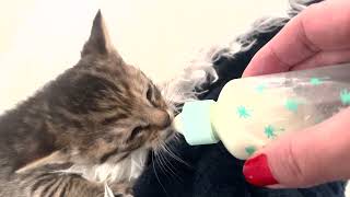 Kitten Vivi: ' The best part of my life is... eating!'