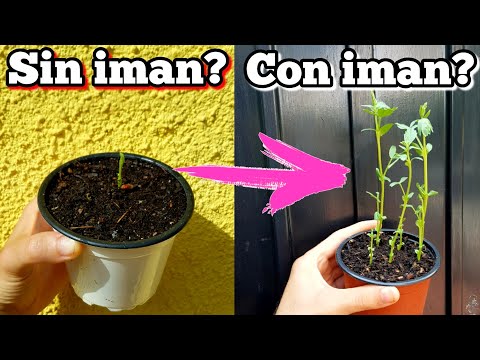 Video: ¿Por qué las plantas reaccionan a los imanes? Aprenda cómo los imanes afectan el crecimiento de las plantas