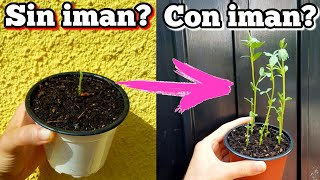 Usa IMANES en tus PLANTAS y mira lo que SUCEDE (No me lo esperaba)