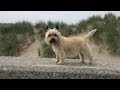 Why to get a Cairn Terrier as a pet の動画、YouTube動画。