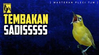 🔴 LIVE Masteran Pleci Tembakan Mewah Sadis Menakuti Lawan !!!