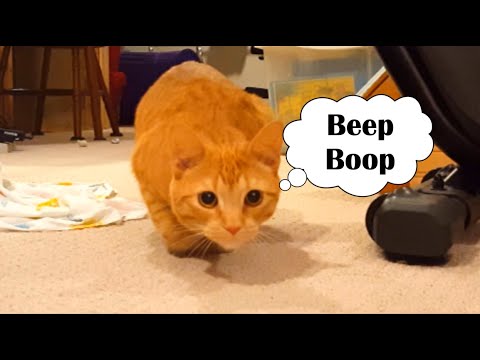It's a cat robot