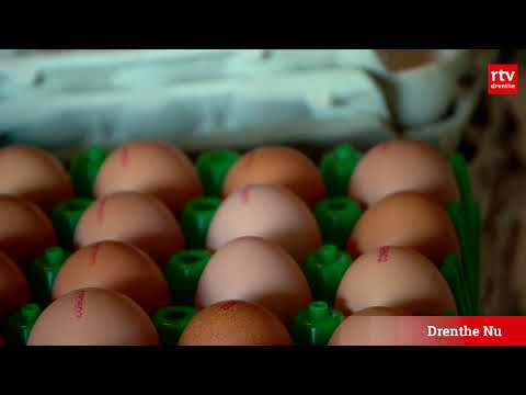 Feestje na fipronilcrisis: familie Oving mag weer eieren aan huis verkopen - Feestje na fipronilcrisis: familie Oving mag weer eieren aan huis verkopen