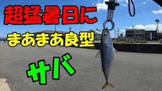 【小型青物】思ったより大きいサバがワームで釣れた！｜子サバが回遊しているという情報を入手し、小さめのジグヘッドで狙っていると、良型のサバがチェイスしてきた！｜小鯖｜【ライトゲーム】