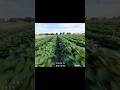 #flying the #freestyle #fpv #tiny #meteor75pro #whoop #drone over the #field