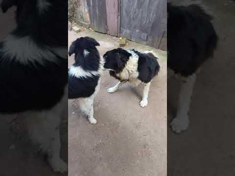 Видео: Тибетска порода ши-тцу - куче, което пада от очите
