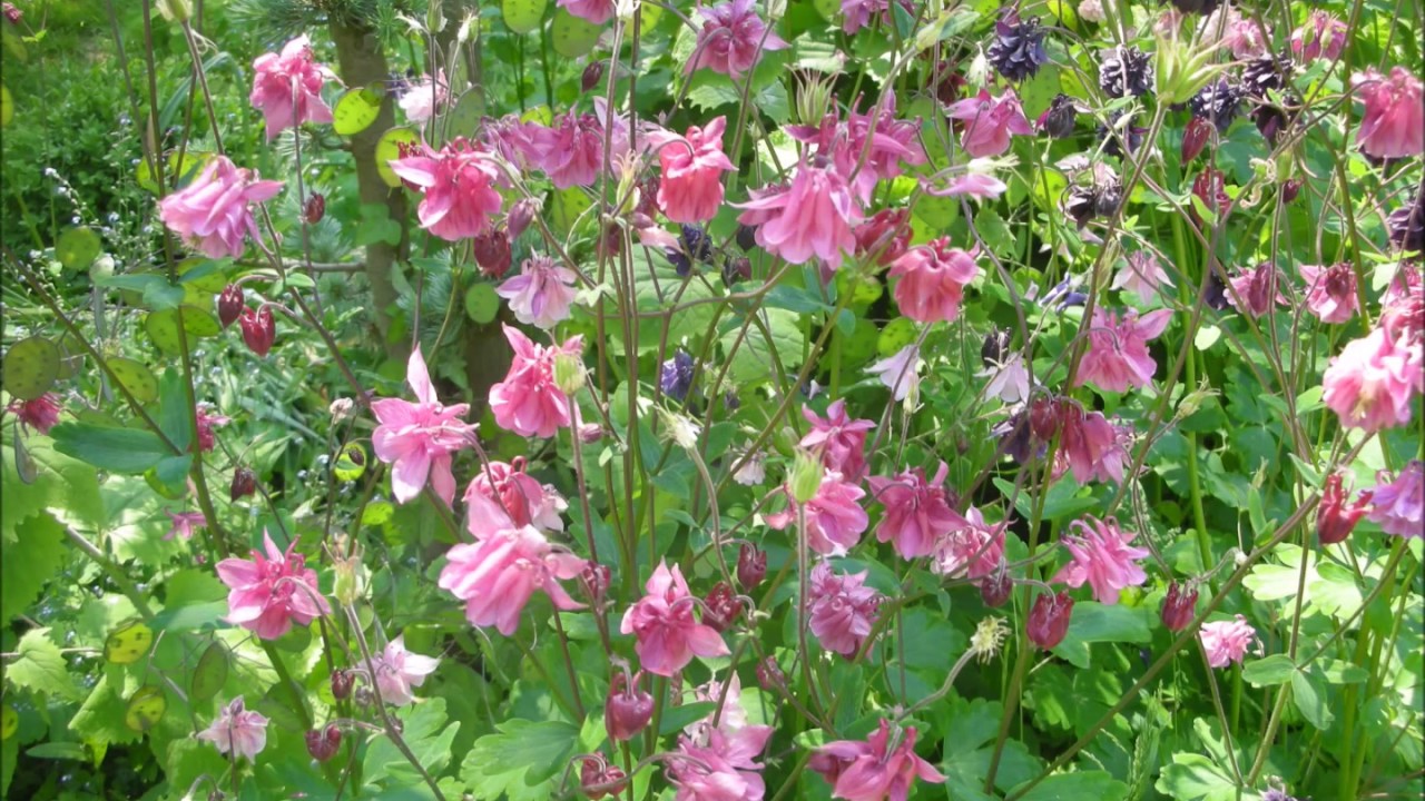 Hörbuch Gespräche Mit Gott Band 2 Kapitel 1 - 