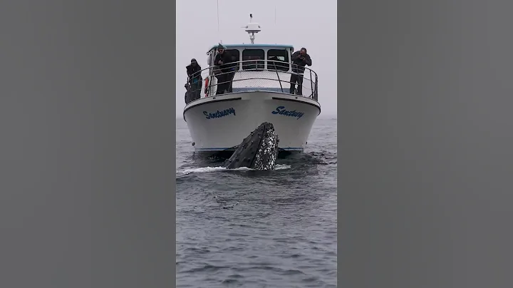 This Humpback Whale Checks Out the Whale Watching Boat - DayDayNews