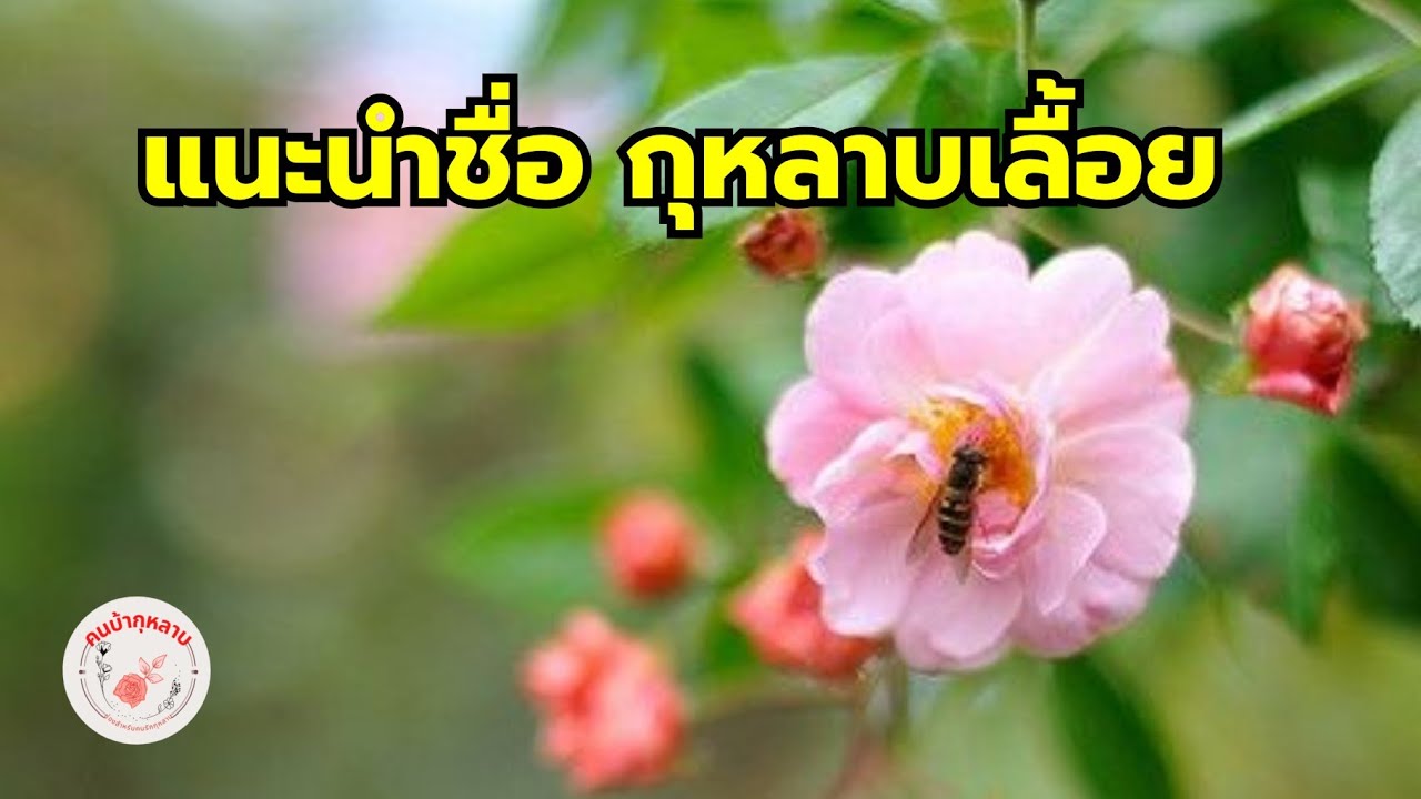 แนะนำสายพันธุ์กุหลาบเลื้อย | EP.222 | คนบ้ากุหลาบ