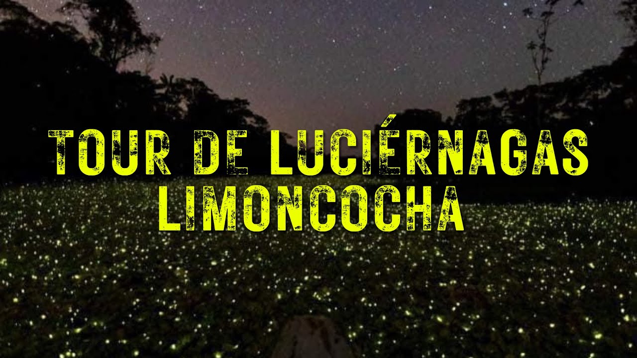 TOUR DE LUCIÉRNAGAS EN LIMONCOCHA - YouTube
