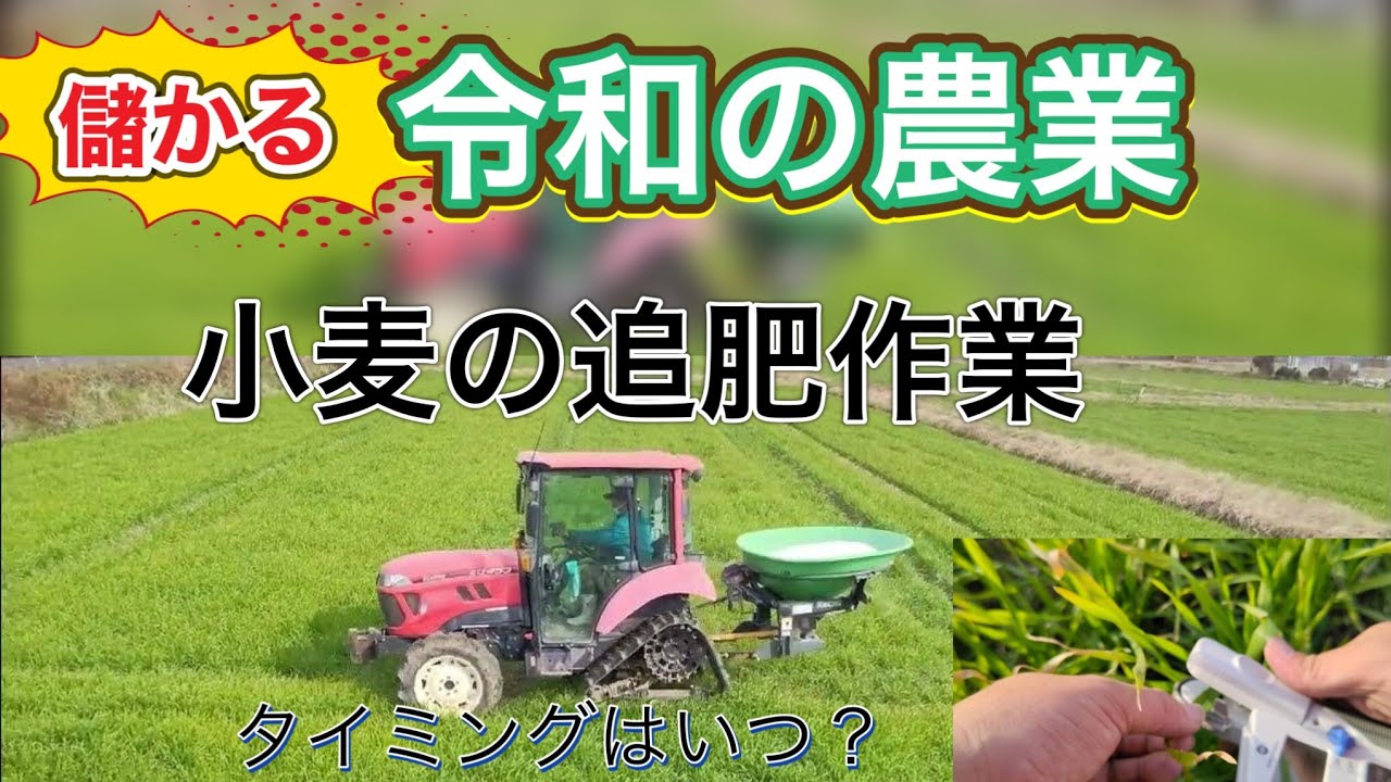 小麦　追肥作業。私の会社はこうしてます。