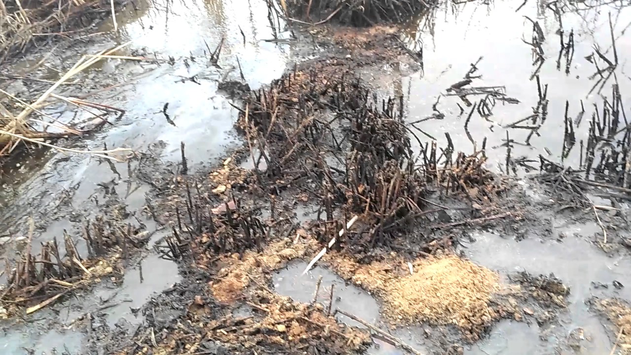 Загрязнение волги фото