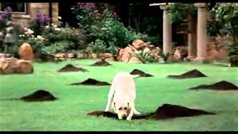 dial direct insurance