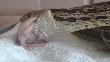 Gopher Snake swallows feisty rat alive _ reupload