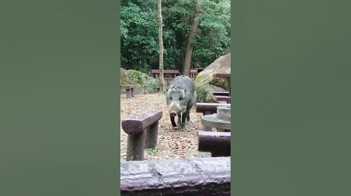 #Shorts HUGE AND FRIENDLY BOAR