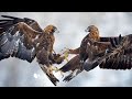Golden eagles  3 days in a photohide in 25c