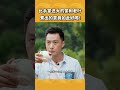 谁说只有叶子小的茶好喝？海南大叶茶申请出战！| 三农小课堂