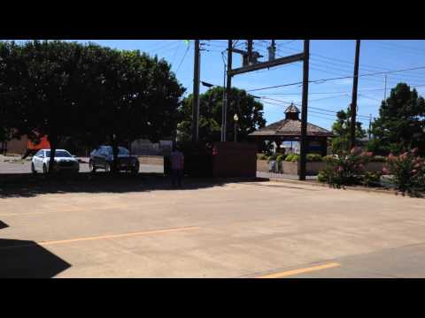 Angry grackle bird attacks man!!