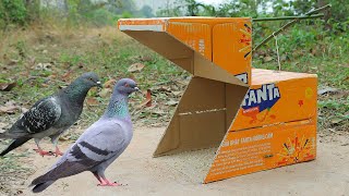 Simple Quick Pigeon Trap Using Cardboard Box - Creative Unique Trap