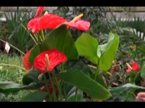 Çiçek Yetiştiriciliği - Flamingo Çiçeği (Anthurium) 1. Bölüm