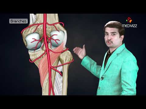 Video: Posterior Tibial Artery Anatomy, Function & Diagram - Kroppskartor