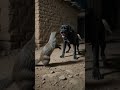 Dog Billy and Hans got into a fight with a mongoose, funny style AI video #ai #viral #video #shorts